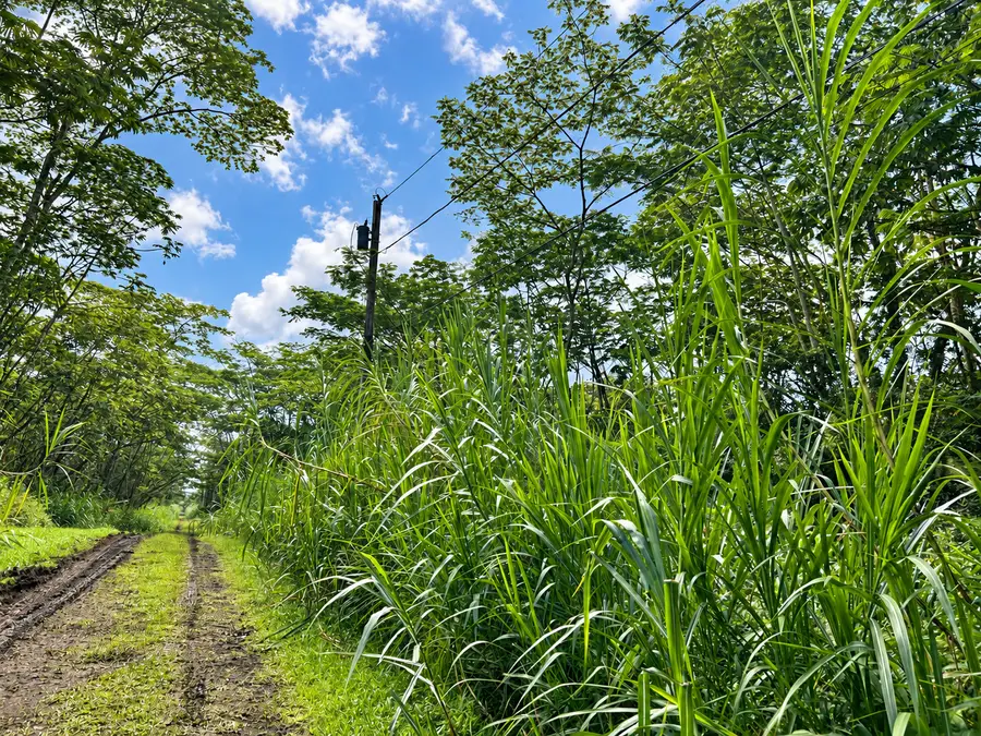 Pikake Rd, Pahoa, HI 96778 - #3