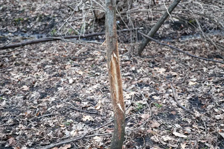 566 Hardin Road, Alden, IA 50006 - #2