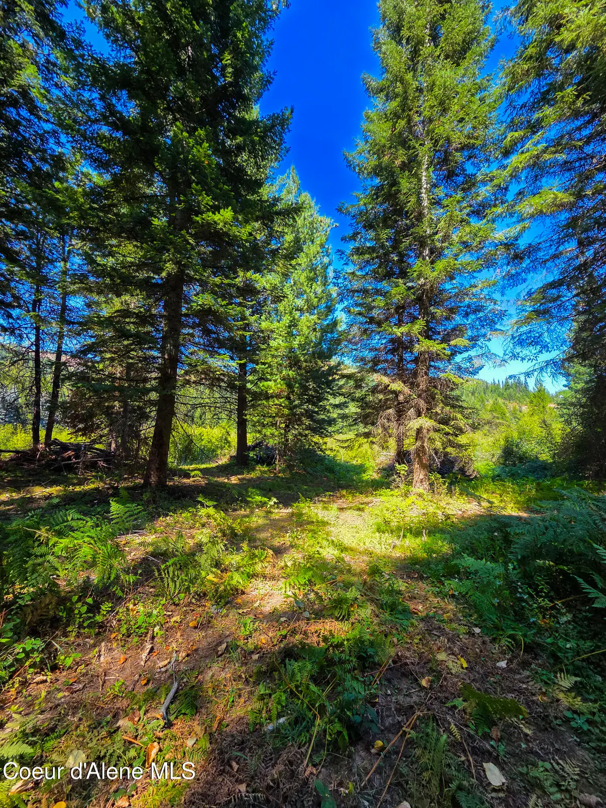 NNA Pup Paw Trail, Priest River, ID 83856 - #1