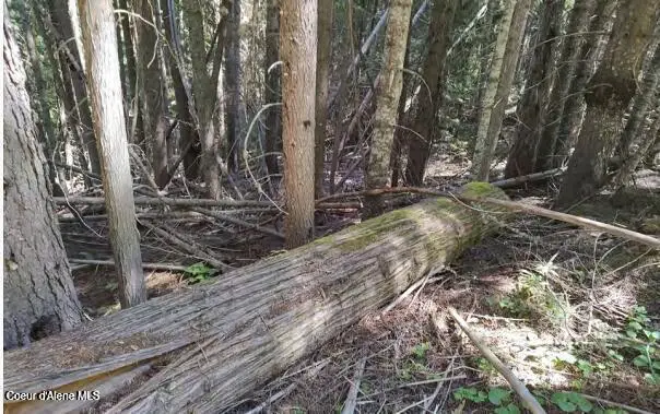 317 E Ridge RD, Saint Maries, ID 83861 - #3