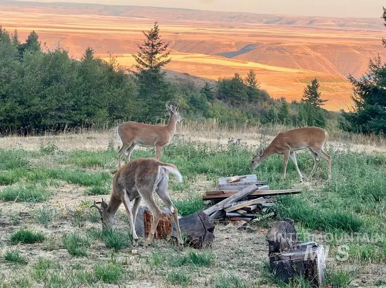 19378 Homestead Loop, Lewiston, ID 83501 - #3