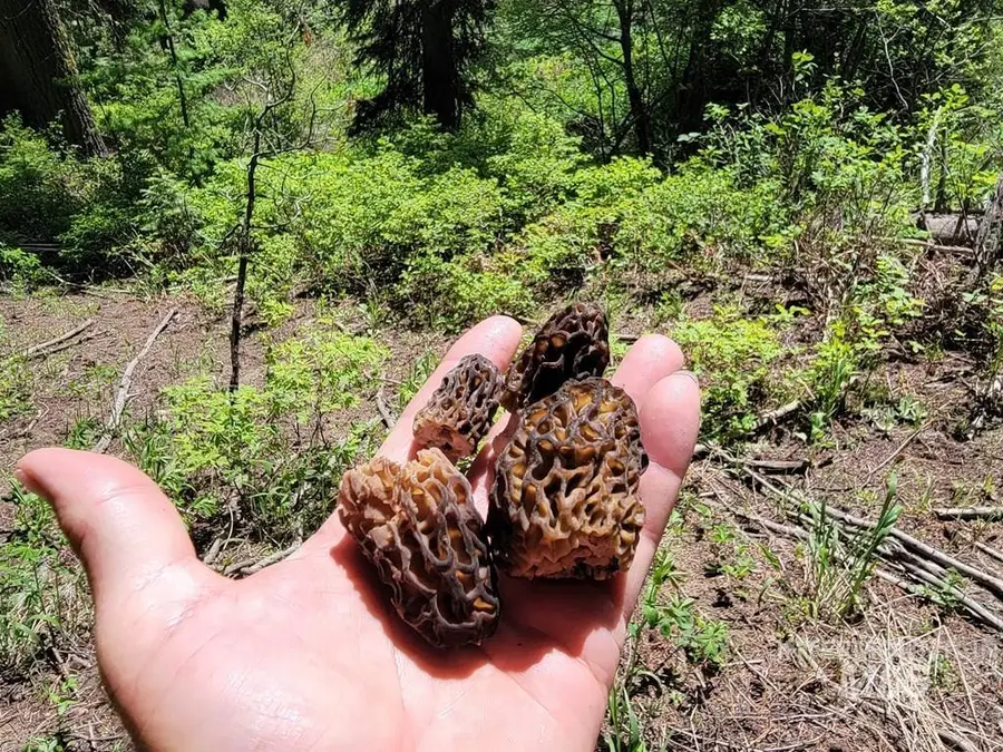 32 Arling Trail, Donnelly, ID 83615 - #3