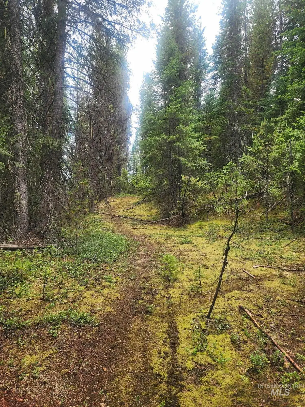 TBD Wheeler Mountain Road, Elk City, ID 83525 - #1