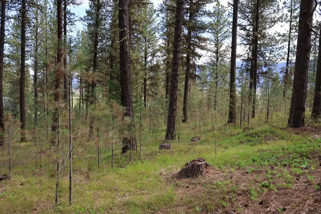 TBD Hot Springs Road, New Meadows, ID 83654 - #1