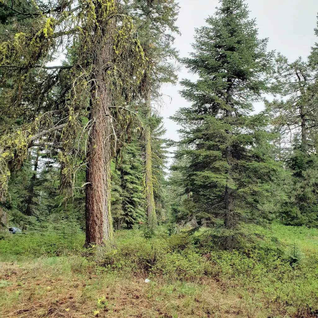 20 Andy Lane, Donnelly, ID 83615 - #1