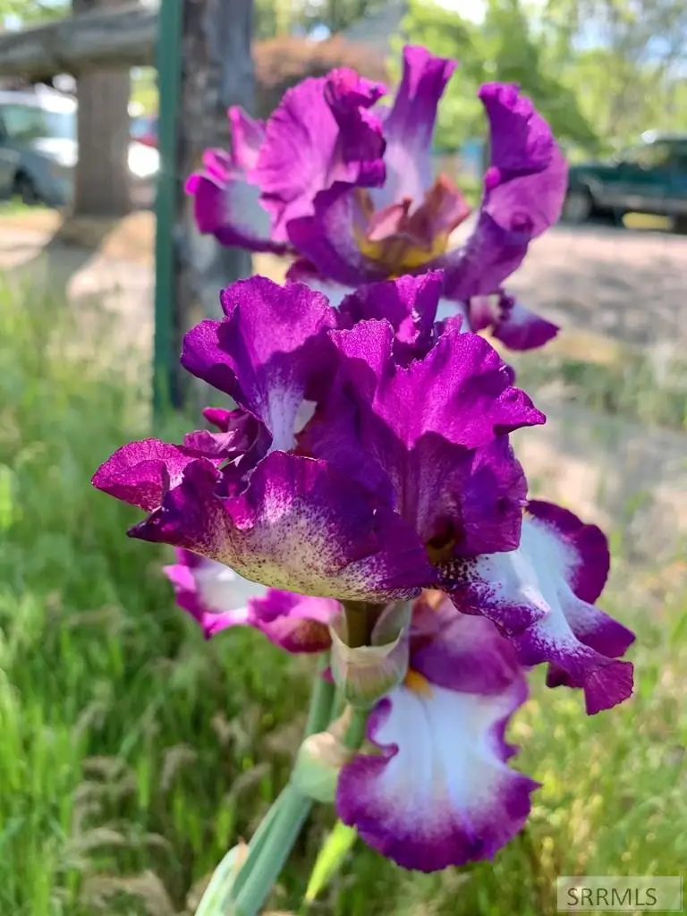 709 Johnson Street, Pocatello, ID 83204 - #2