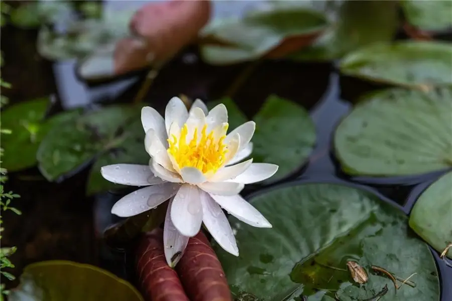 3153 N 2225 Street, Beecher City, IL 62414 - #3