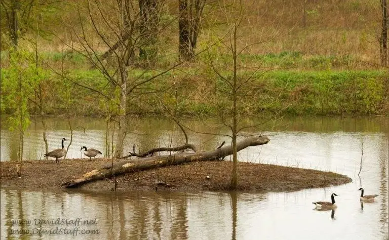 Lot 9A Fletcher Lane, Mount Zion, IL 62549 - #3