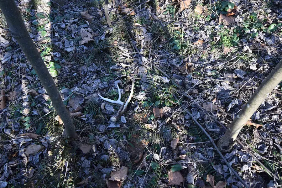 0 S Harts Gravel Road, Birdseye, IN 47513 - #3