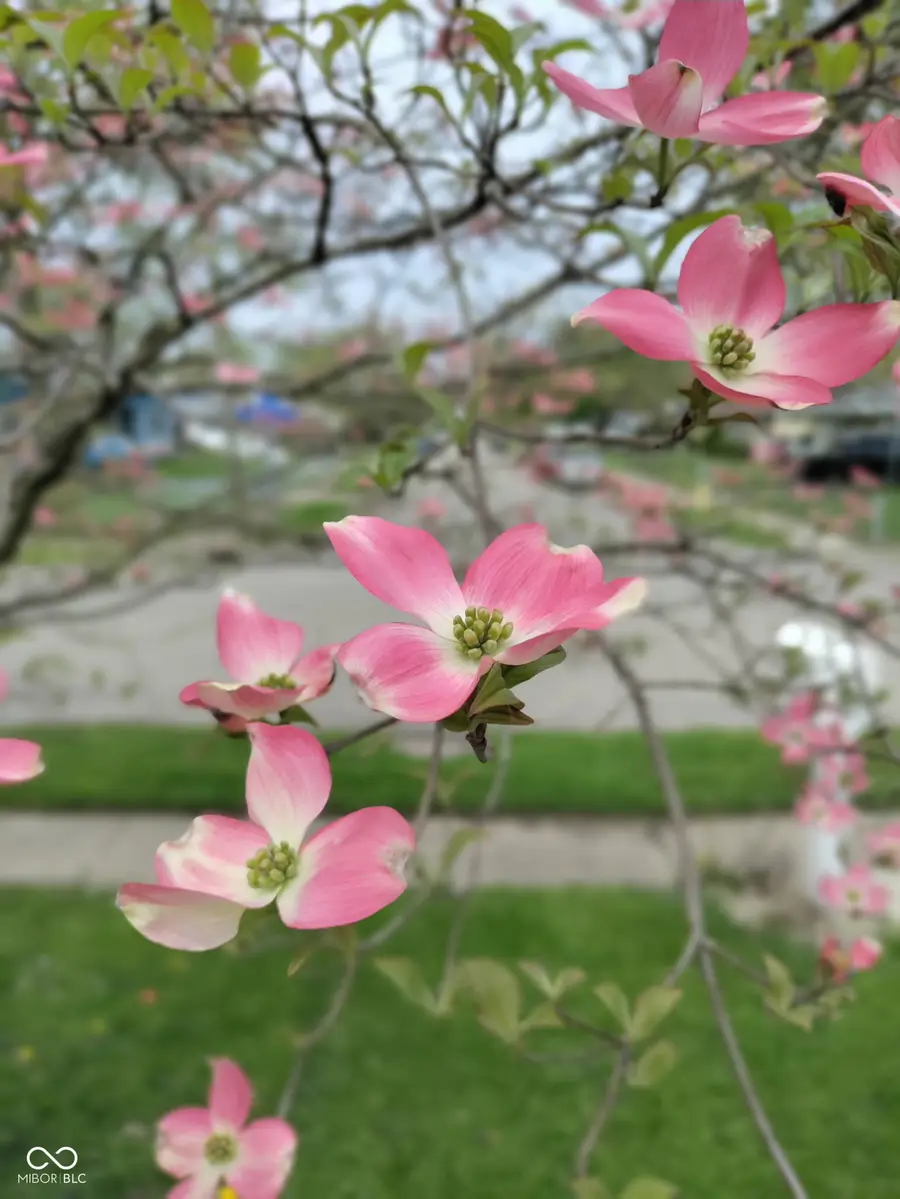 5219 N Sadlier Drive, Indianapolis, IN 46226 - #3