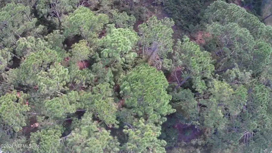 105 Pine Cone Drive, Georgetown, FL 32139 - #3