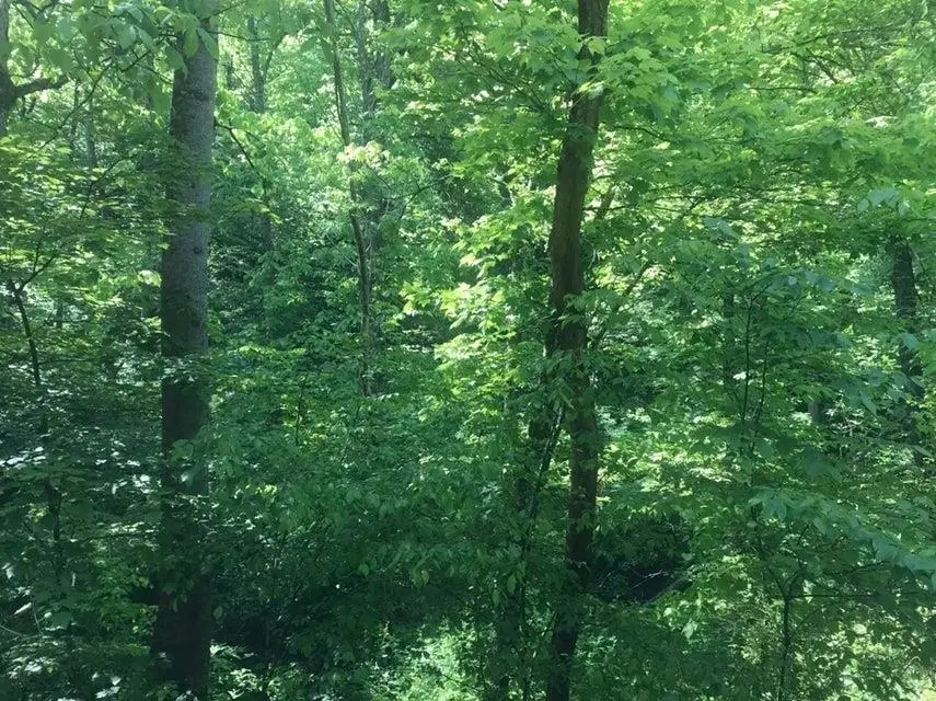 TBD 25 AC Land Aden Road, Olive Hill, KY 41164 - #3