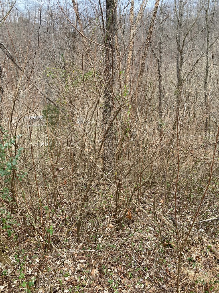 0 (d203 Pg645) New Rt 3, Debord, KY 41214 - Image #2