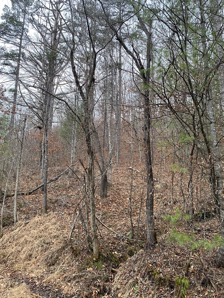 0 Cow Creek (map 015-00-00-034), Salyersville, KY 41465 - #3