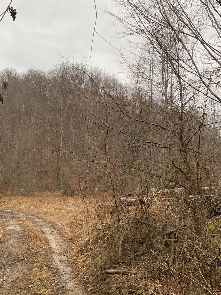 0 Cow Creek (map 008-00-00-013), Salyersville, KY 41465 - #1