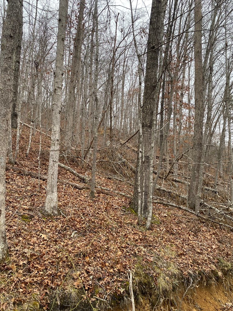 0 Cow Creek (map 008-00-00-011), Salyersville, KY 41465 - #3