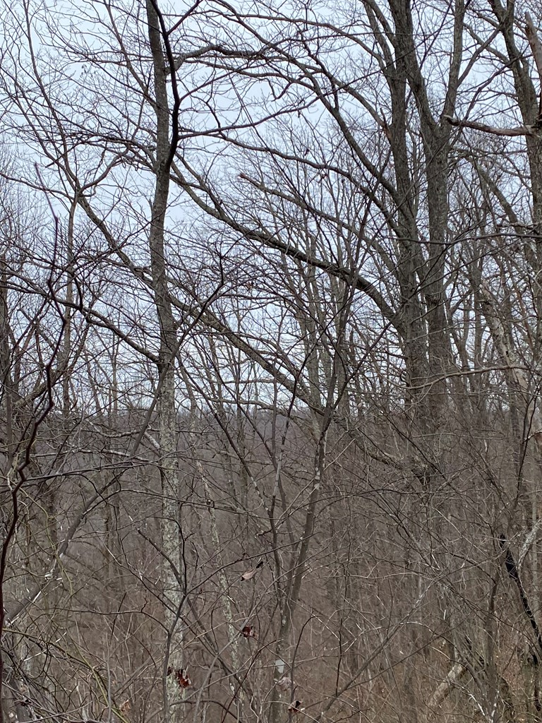 0 Alsept Fork Road (map #: 008-00-00-014), Salyersville, KY 41465 - #3