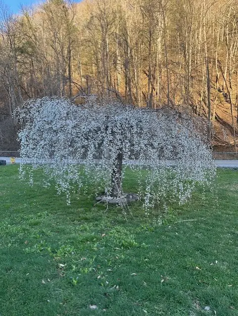 408 Indian Cr. Rd, Virgie, KY 41572 - #3