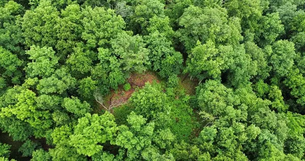 0 Little Cat Fork Road, Louisa, KY 41240