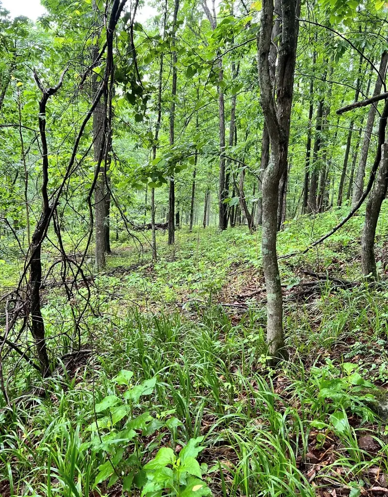 0 Little Cat Fork Road, Webbville, KY 41240 - #3