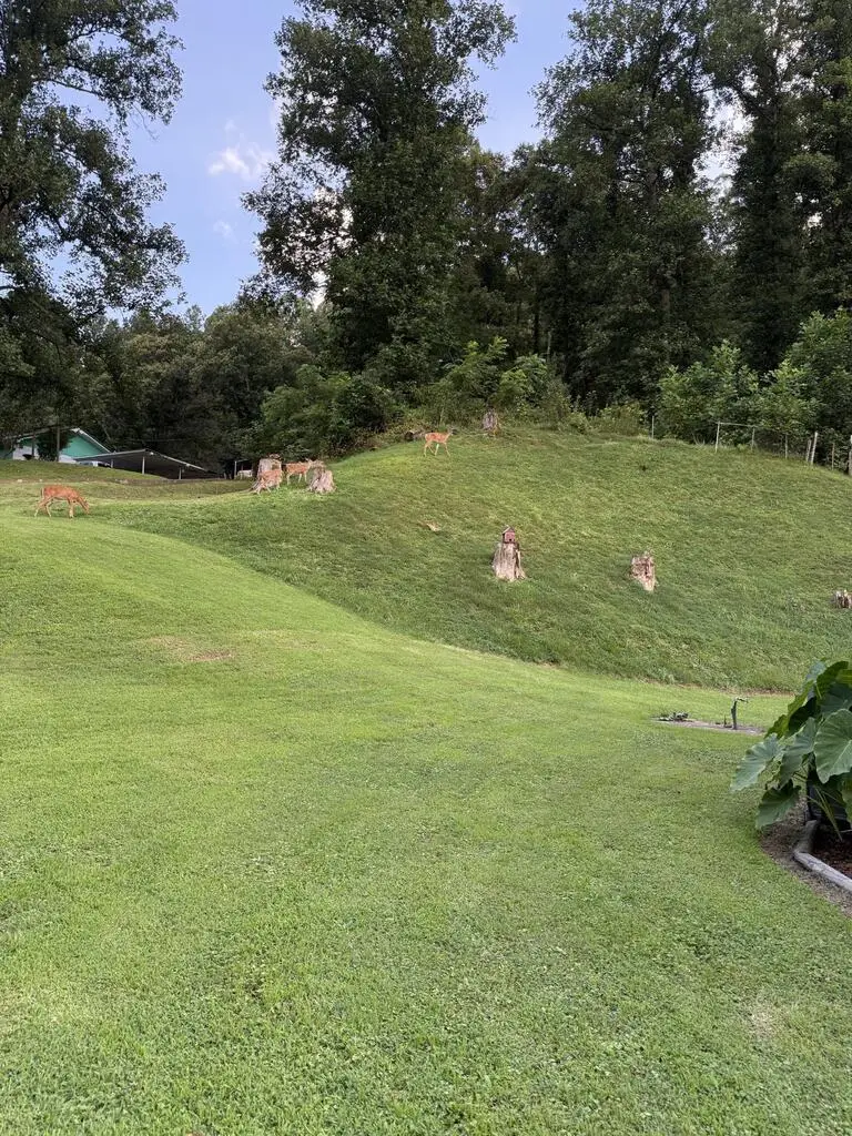 851 Meathouse Fork Rd, Canada, KY 41519 - #2