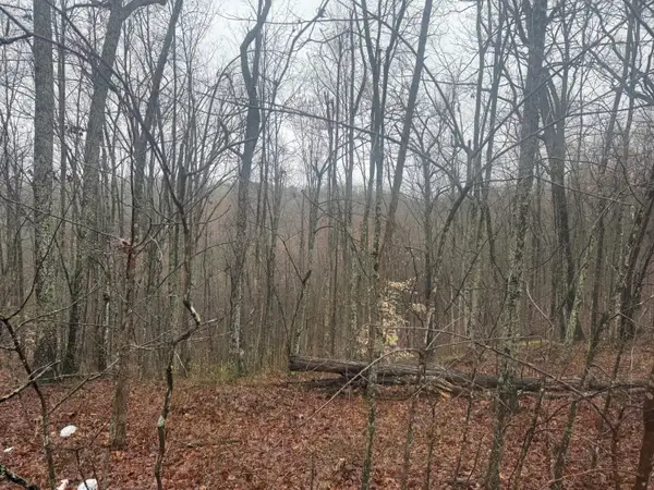 91 Acres Land Cains Creek Road, Sandy Hook, KY 41171