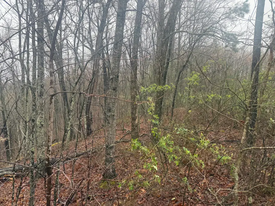 91 Acres Land Cains Creek Road, Sandy Hook, KY 41171 - #2