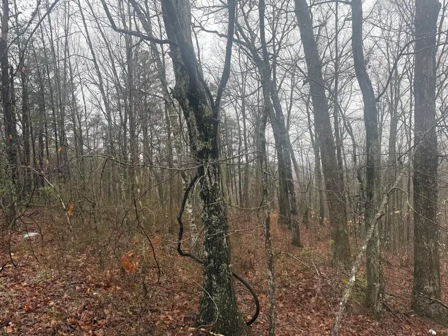 91 Acres Land Cains Creek Road, Sandy Hook, KY 41171 - #3