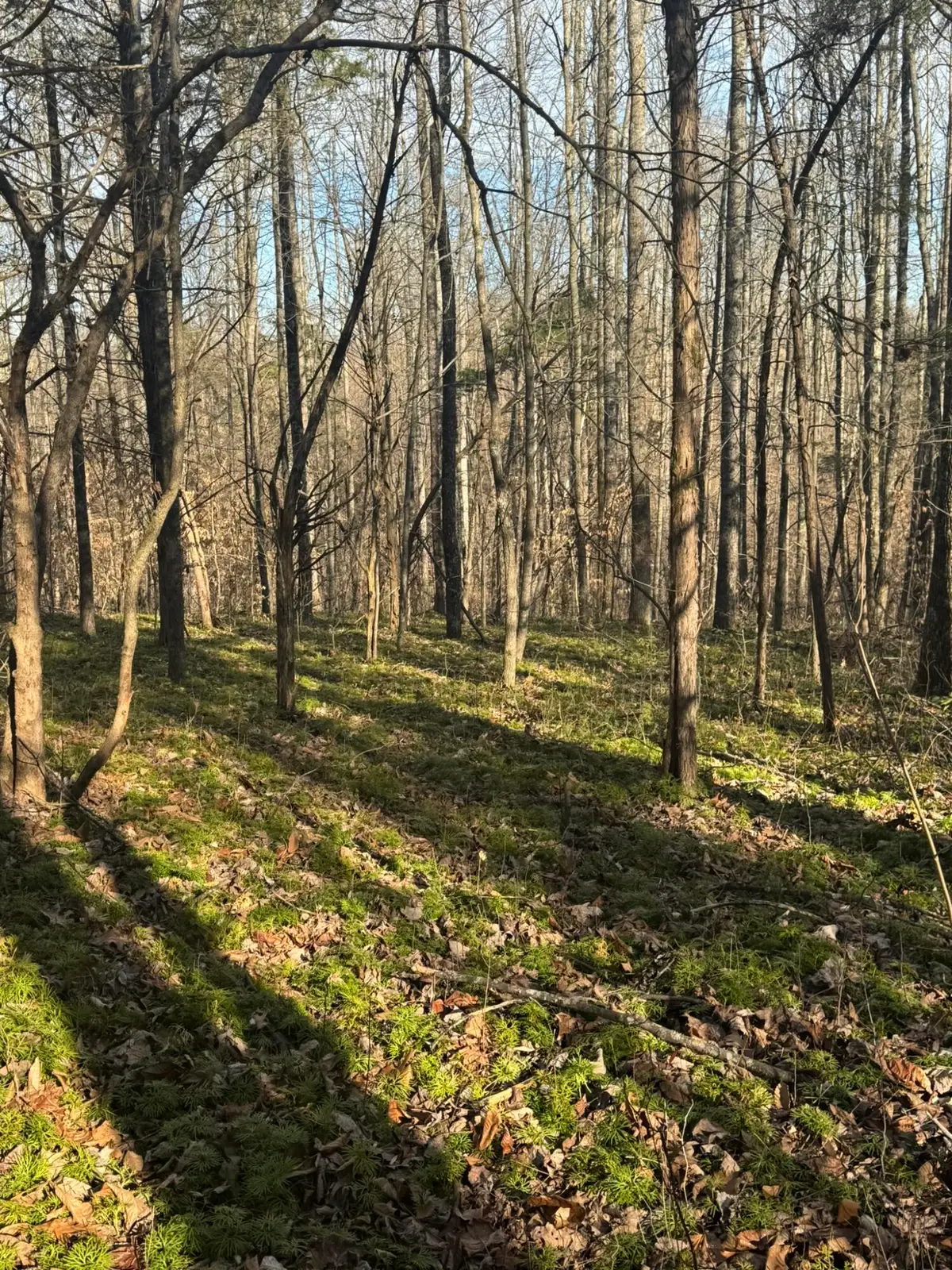 1064 Frontage Road, Russell Springs, KY 42642 - #1