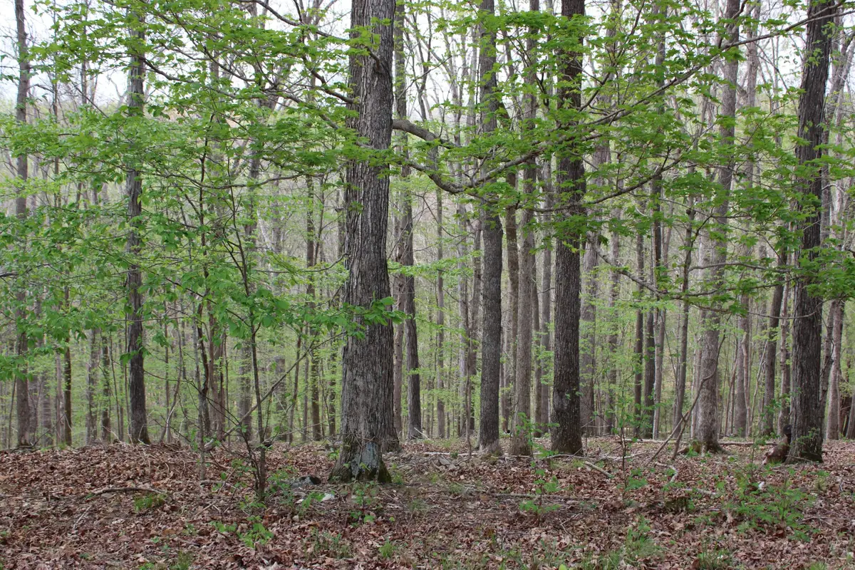 Lot 80 Lisanby Road, Eddyville, KY 42038 - #1