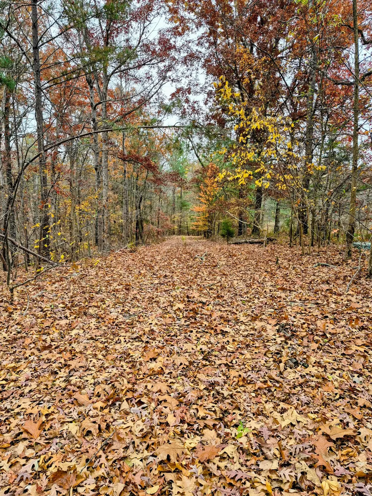 Lot #3 #4 #5 & 37.66 acre Bear Run Trail #3, Benton, KY 42025 - #1