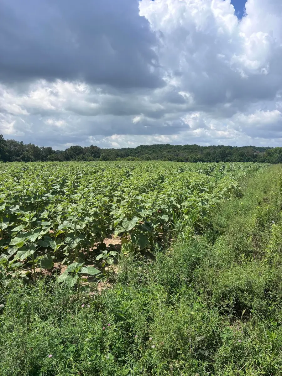 5450 Haley Downs Drive, Lexington, KY 40516 - #3
