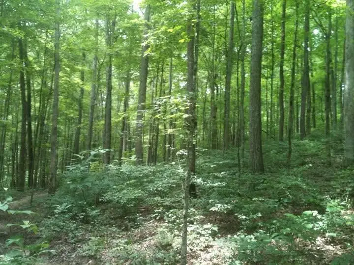8888 Hales Fork Road, Dewitt, KY 40930 - #1