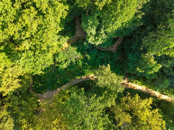 0 Old Mountain Ash Pike, Williamsburg, KY 40769