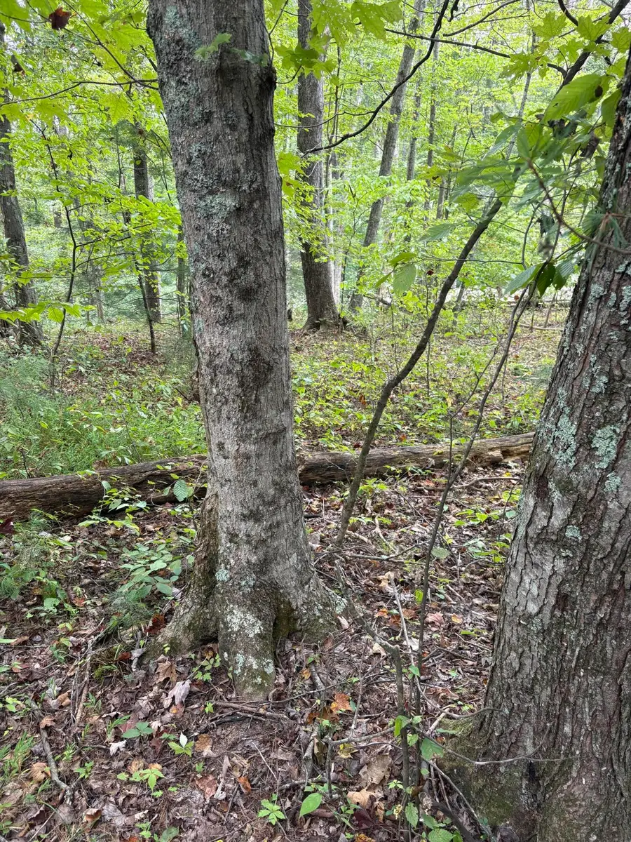 0003 Fincastle #Lot 3, Rogers, KY 41365 - #3