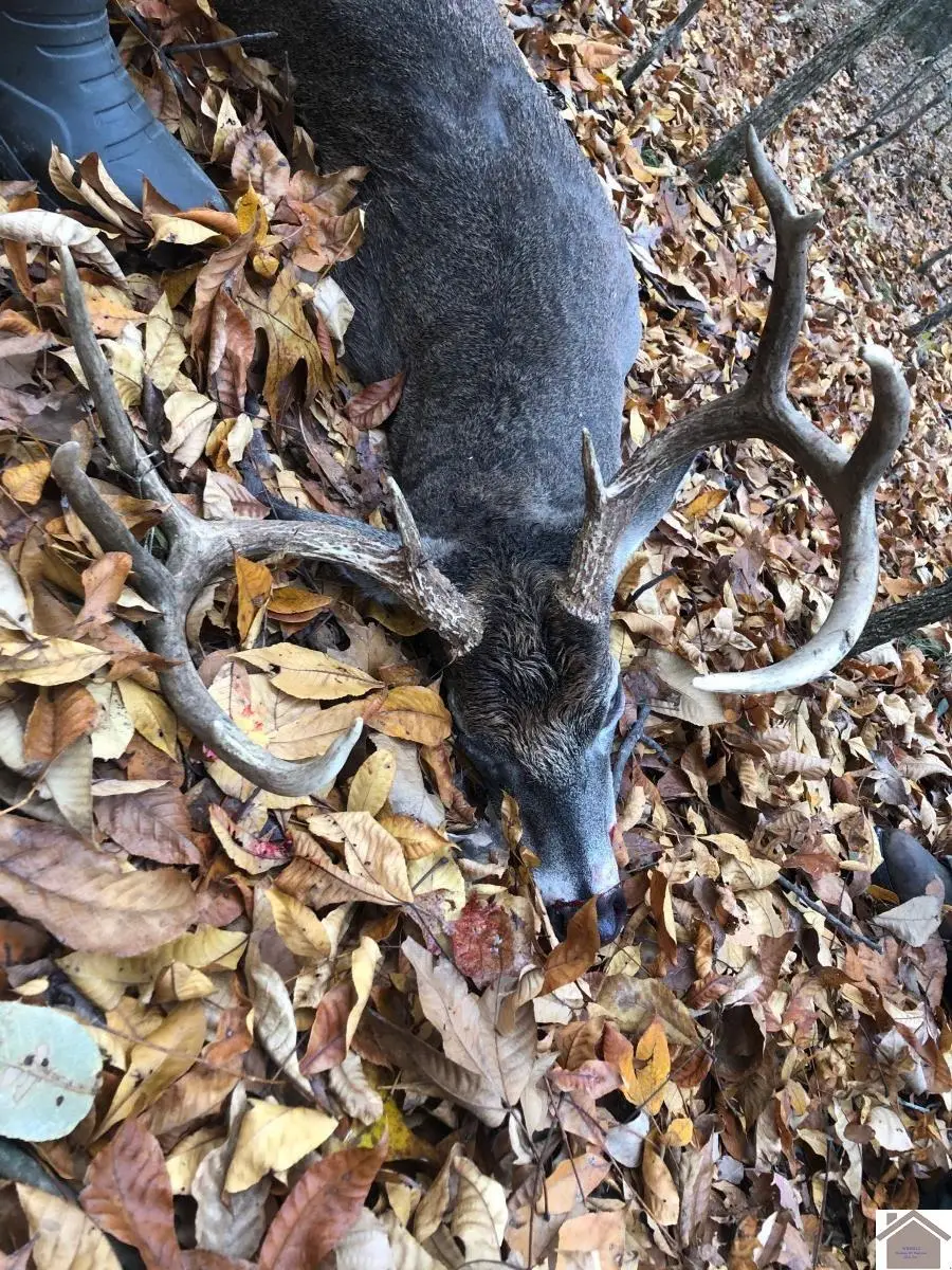 1012 Crayne Cemetery Road, Marion, KY 42064 - Image #3