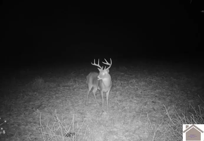 000 Sandy Branch Road, Bardwell, KY 42023 - #2