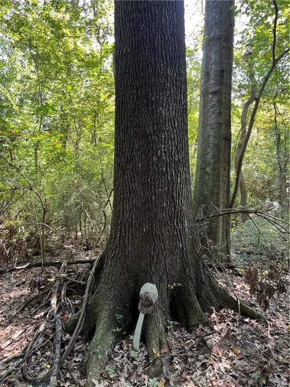 Hwy 42 Highway, Prairieville, LA 70769 - Image #3