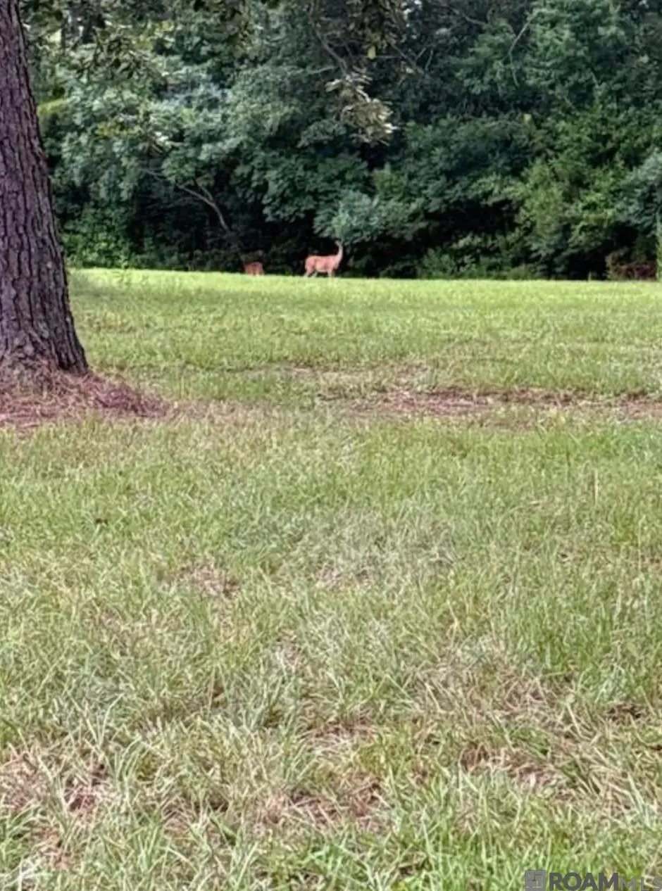 TBD La Hwy 22, Springfield, LA 70462 - Image #1