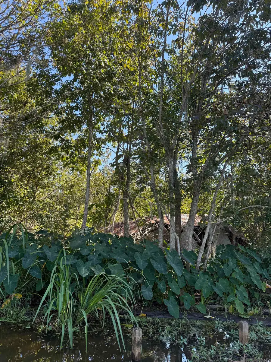 660 Alligator Bayou (by Boat), Maurepas, LA 70449 - Image #2
