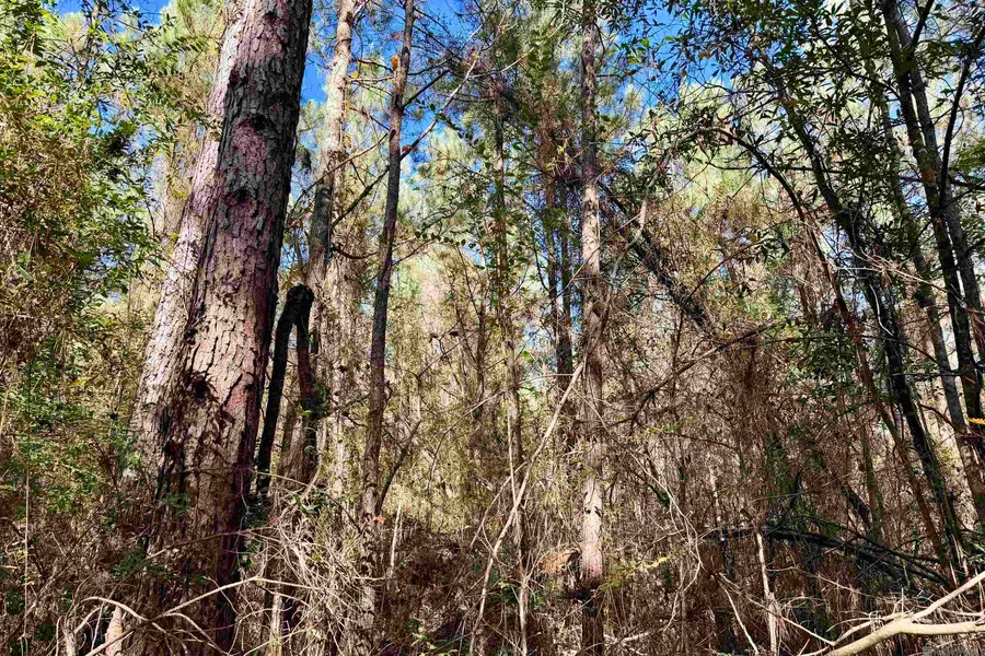 01 Bobcat Lane, Amite, LA 70422 - Image #3