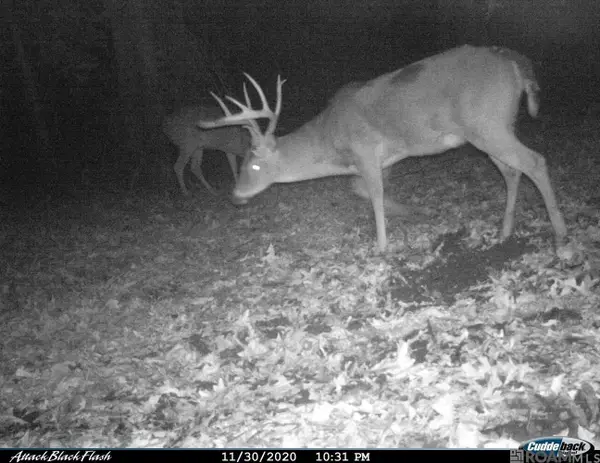 27 Cat Island Rd, St Francisville, LA 70775