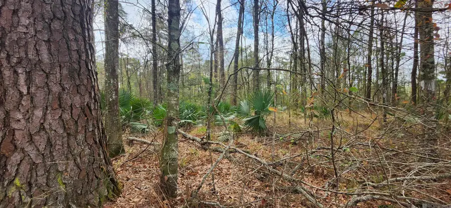 37316 Reinninger Rd, Denham Springs, LA 70706 - #3