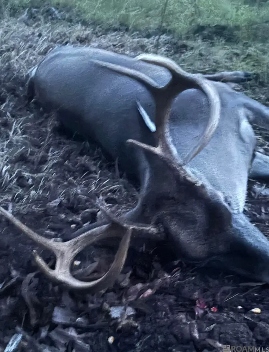 1558 Coco Dr, Cloutierville, LA 71416 - #2