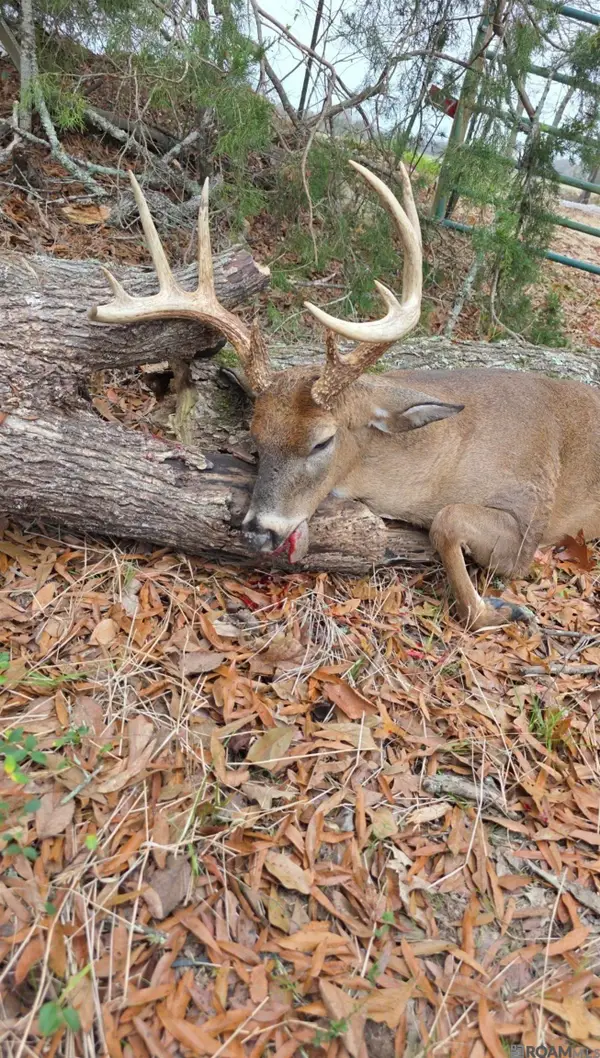 Ellis Ln, Winnsboro, LA 71295