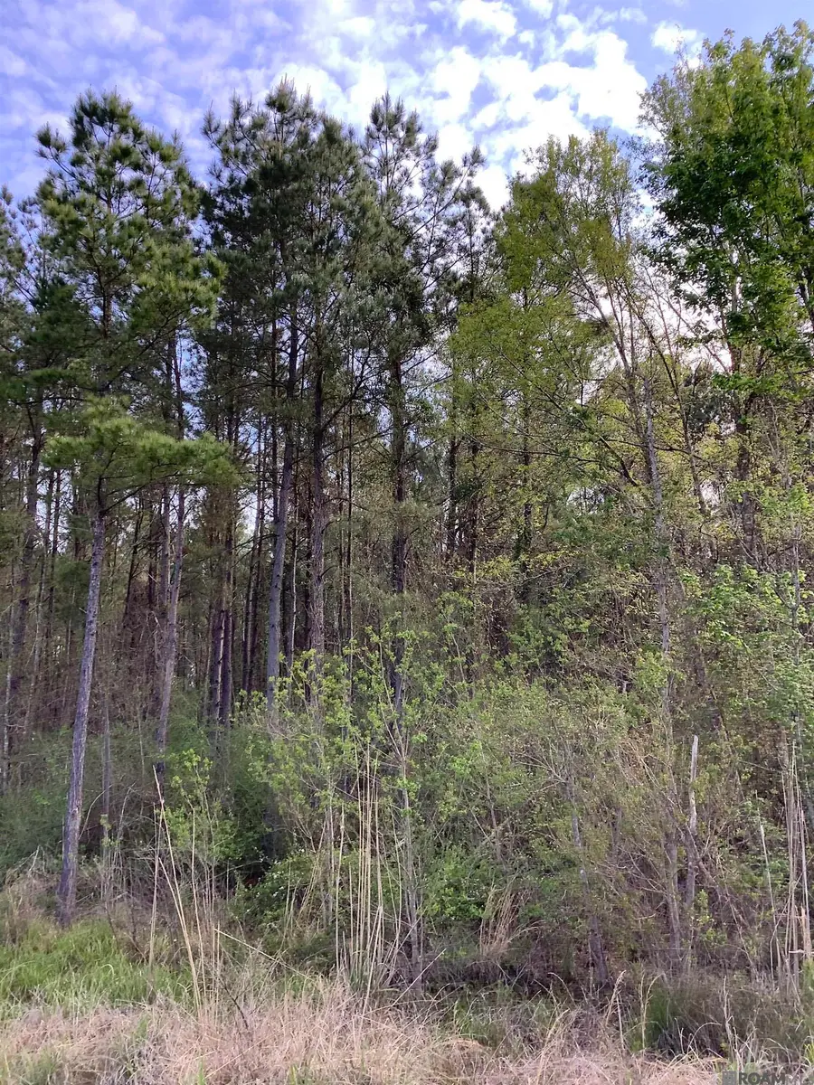 19.4 acres Fountain Young Rd, Pine Grove, LA 70456 - #3
