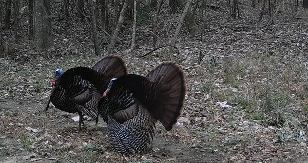 Jones Vaughn Creek Rd, St Francisville, LA 70775
