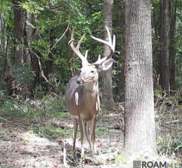11255 Old Port Gibson Road, Hermanville, MS 39086 - #1