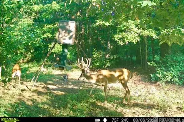 655 Oil Well Rd, Lorman, MS 39096