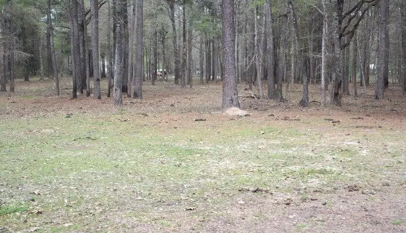 Sugar Bend Road, Pitkin, LA 70656 - Image #1